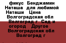 фикус  Бенджамин Наташа  для любимой Наташи › Цена ­ 1 000 - Волгоградская обл., Волгоград г. Сад и огород » Другое   . Волгоградская обл.,Волгоград г.